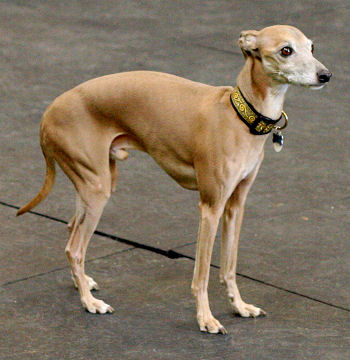 1" Collar