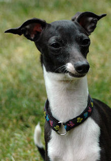 1/2" Pendant Collar