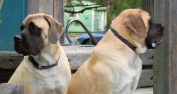 1 1/2" Collars
